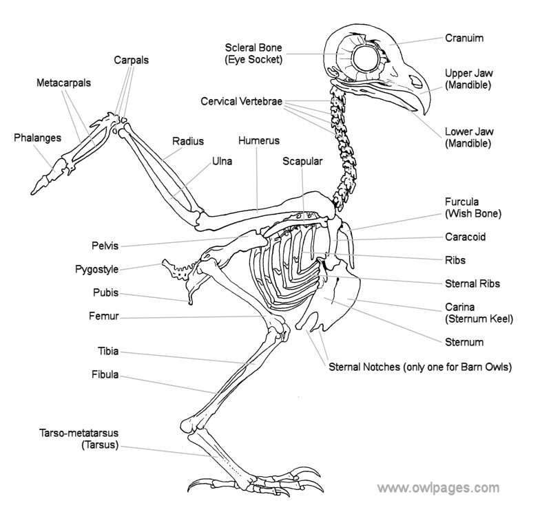Owl skeletal system