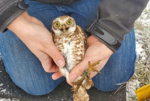 Burrowing owls returning to Thompson Okanagan nests after migration to Mexico