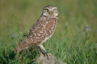 Burrowing owls released onto Alberta prairie as part of efforts to bolster endangered species