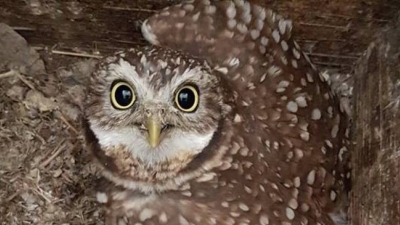 Nearly 100 juvenile burrowing owls take first steps into the wild