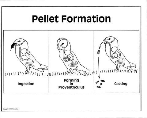 How a pellet forms