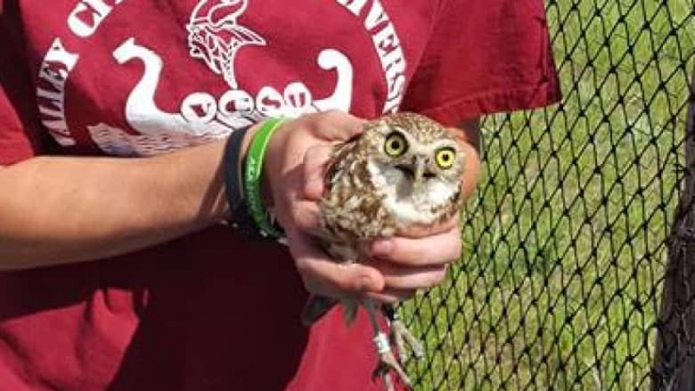 This wild female burrowing owl was found trying to dig and headbutt its way into the enclosure of a captive male near Melita, Man., on Sunday. (Manitoba Burrowing Owl Recovery Program/Facebook)